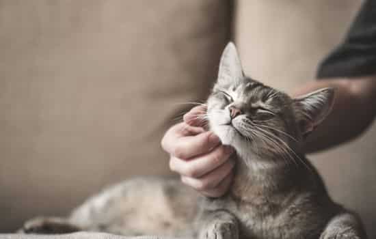 O Fascinante Ronronar dos Felinos