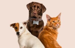 Successful training: Transform your pet!