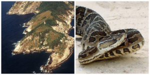 Snake Island: paradiso selvaggio inesplorato