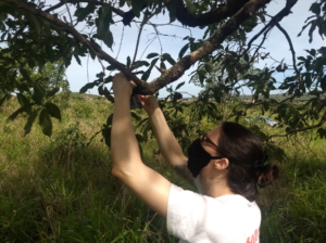 Sound of nature: preservation and bioacoustics.