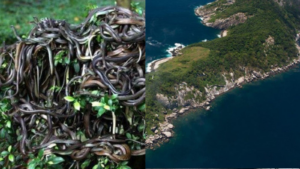 Snake Island: Unberührtes Wildnis-Refugium