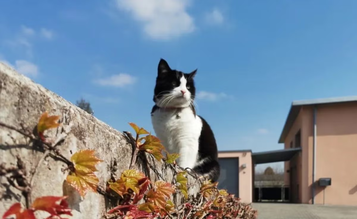 Segredo dos gatos: equilíbrio revelado!