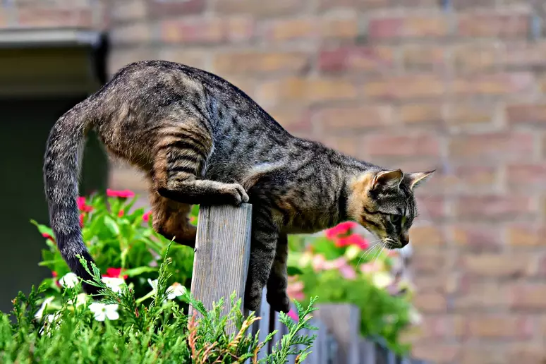 Mystère résolu : les chats tombent toujours !