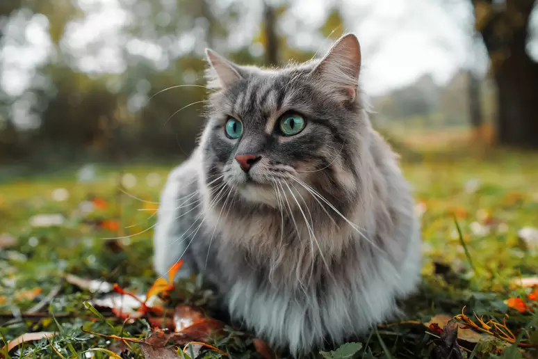 Gatos: Maestros de la gravedad